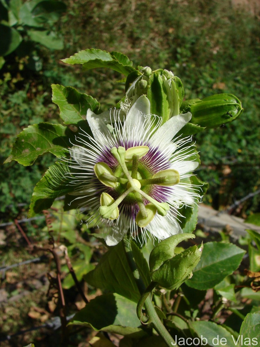 Passiflora edulis Sims